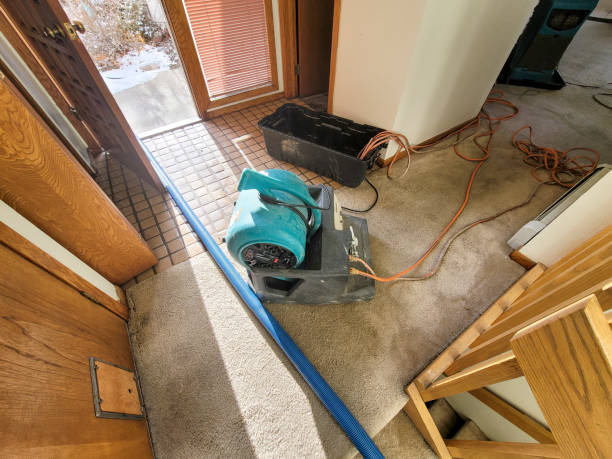 Best Mold removal after water damage  in Vinton, TX